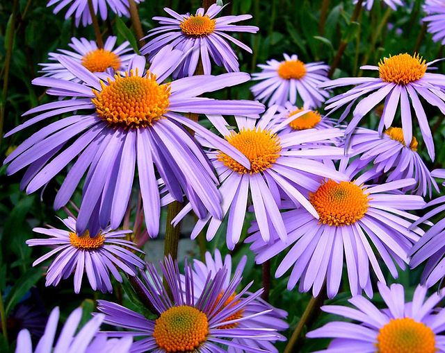 Autumn Flowers Aster