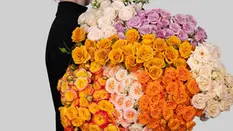 Discover The World of Spray Roses