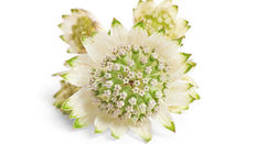 Summer Seasonal Flower - Astrantia