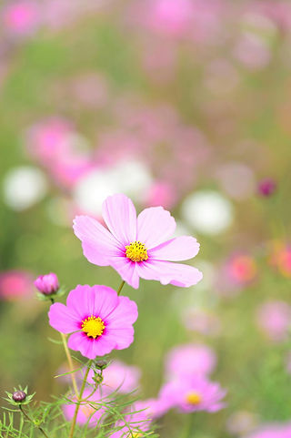 Autumn Flowers Cosmos