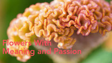 Flowers in the Spotlight from Decorum Plants & Flowers