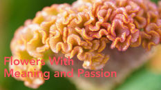 Flowers in the Spotlight from Decorum Plants & Flowers