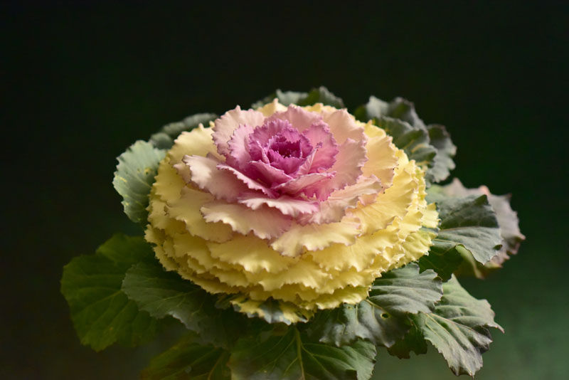 Ornamental cabbage with layered pink, yellow, and green leaves against a dark background, showcasing vibrant colors and intricate textures. Perfect for Cabbage Crush