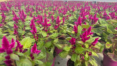 Celosia Deep Purple: Same Look, Even More Sustainable