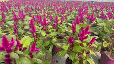 Celosia Deep Purple: Same Look, Even More Sustainable