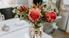 Protea: Everything you Need to Know