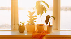 Houseplants and Heatwaves