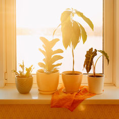 Houseplants and Heatwaves 