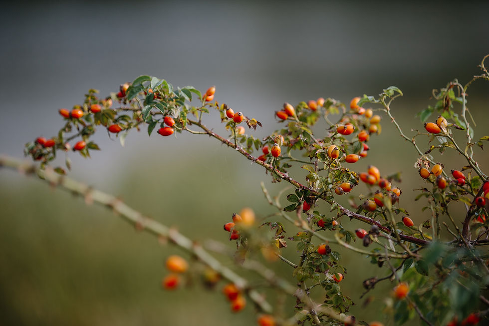 Rose hips on thorny branches with green leaves, orange-red berries against a soft blurred background.