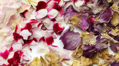 Eco friendly confetti 