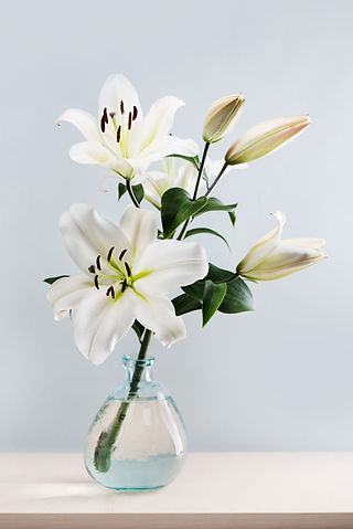 Oriental lily