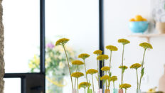 Seasonal Flower of the Month:  Achillea  