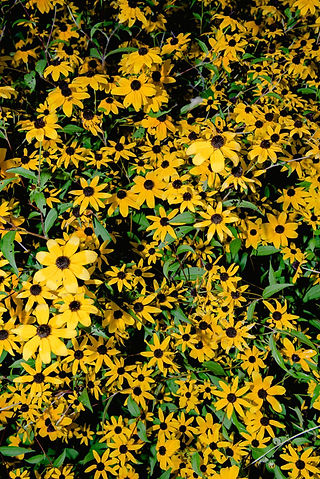 Autumn Flowers Rudbeckia