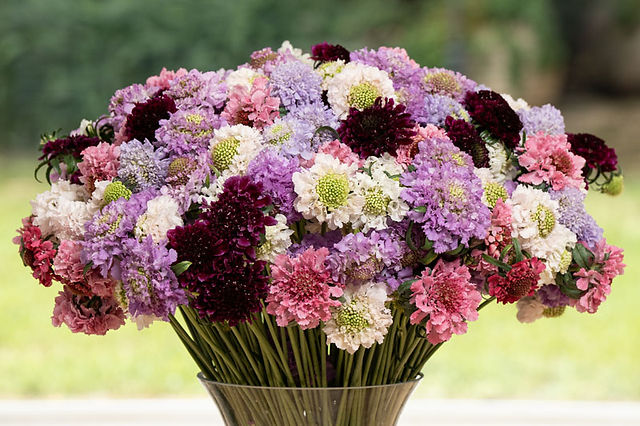 a vase full of different coloured Scabiosa showing the range of colours available