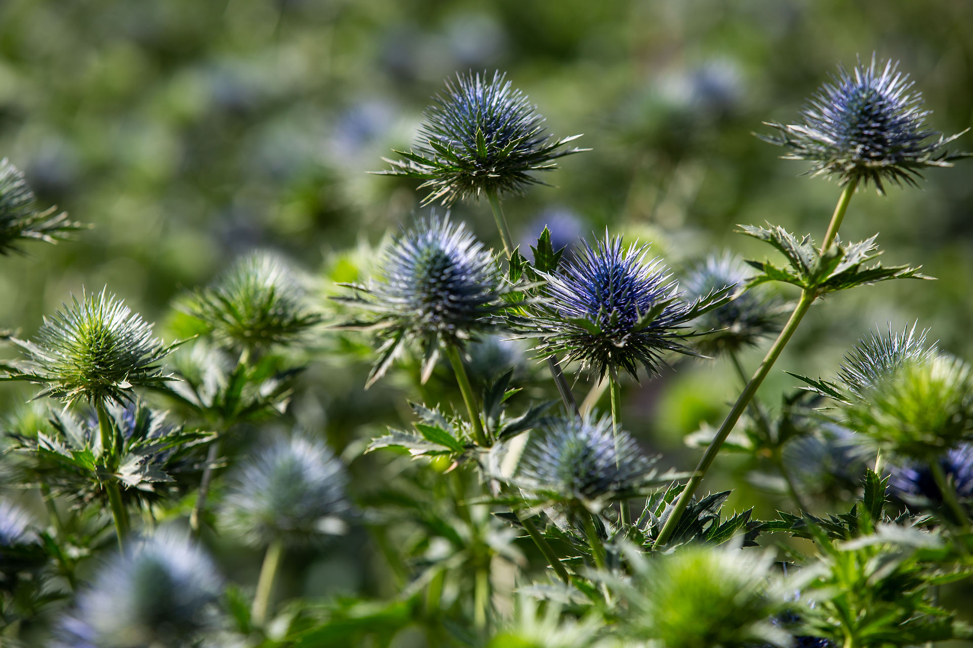 thistles in field