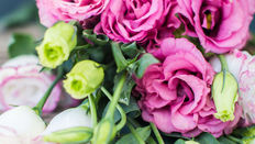 Eustoma Featuring Floristry Tips from Su Whale
