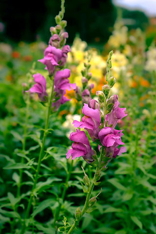 Summer Flowers Antirrhinum