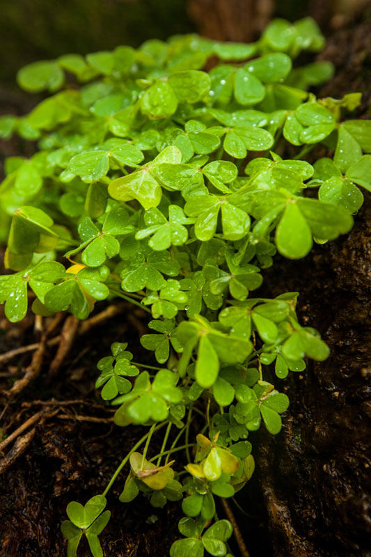 Shamrock