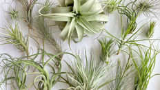 Air Plants - Fun and Easy to Care For