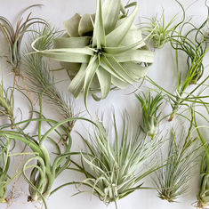 Air Plants - Fun and Easy to Care For 