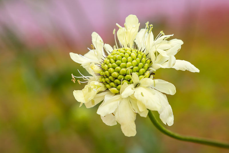 close up image showing the head of a Scabiosa making clear why they are known as Pincushion flower