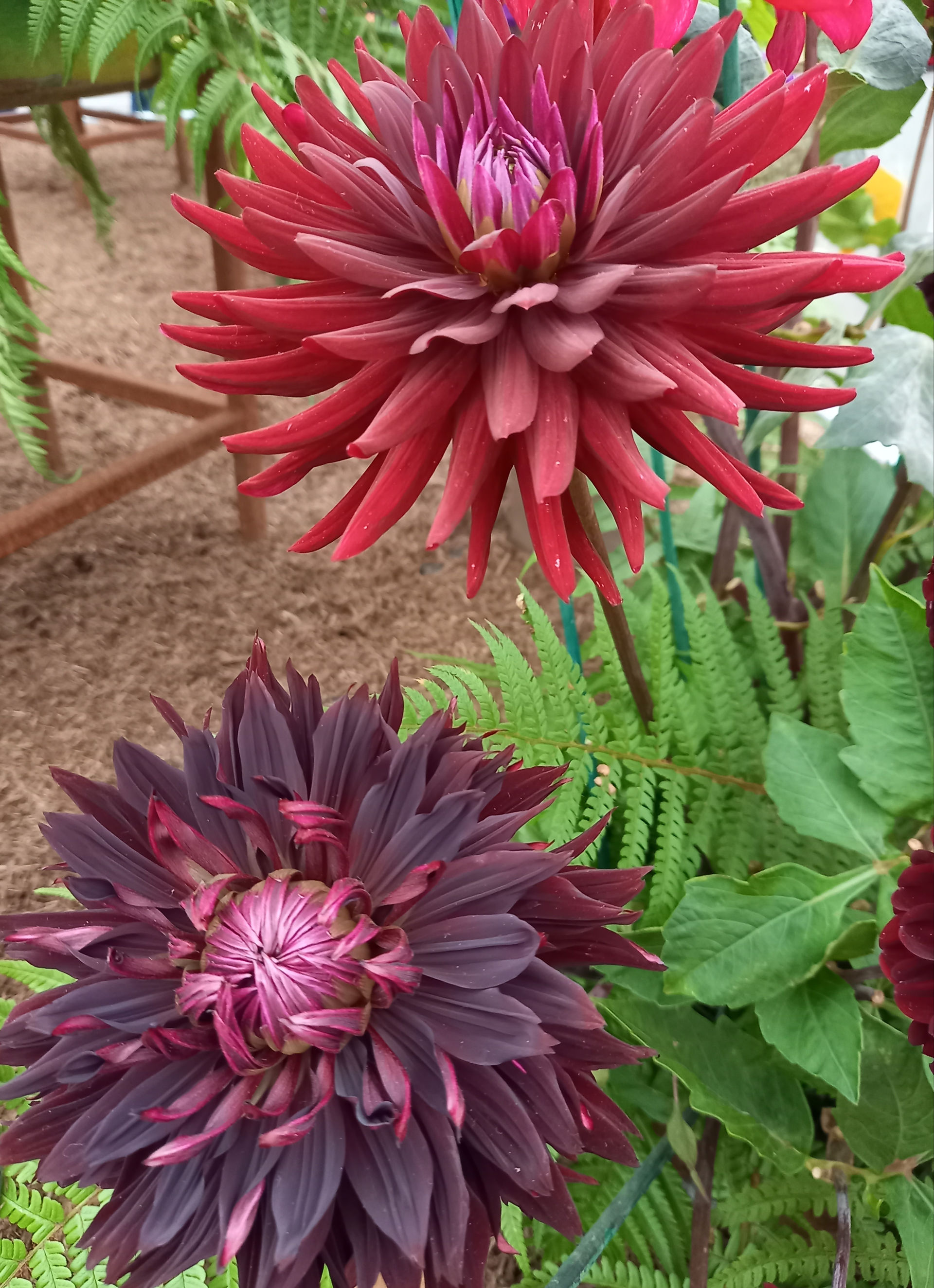 a pair of Dahlia