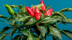 Capsicum plant looking healthy from the articles care tips