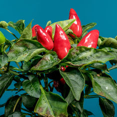 Capsicum plant looking healthy from the articles care tips