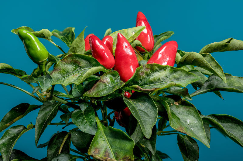 Capsicum growing on their plant