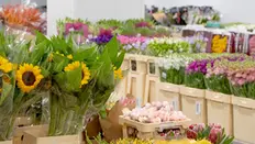 Hoek Flowers UK Stock: More Flexibility, Same Quality