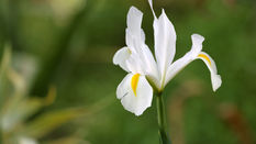 Seasonal Spring Flower - Iris
