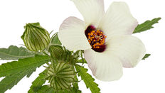 Hibiscus: the Secret to their Success 