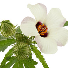 Hibiscus: the Secret to their Success 
