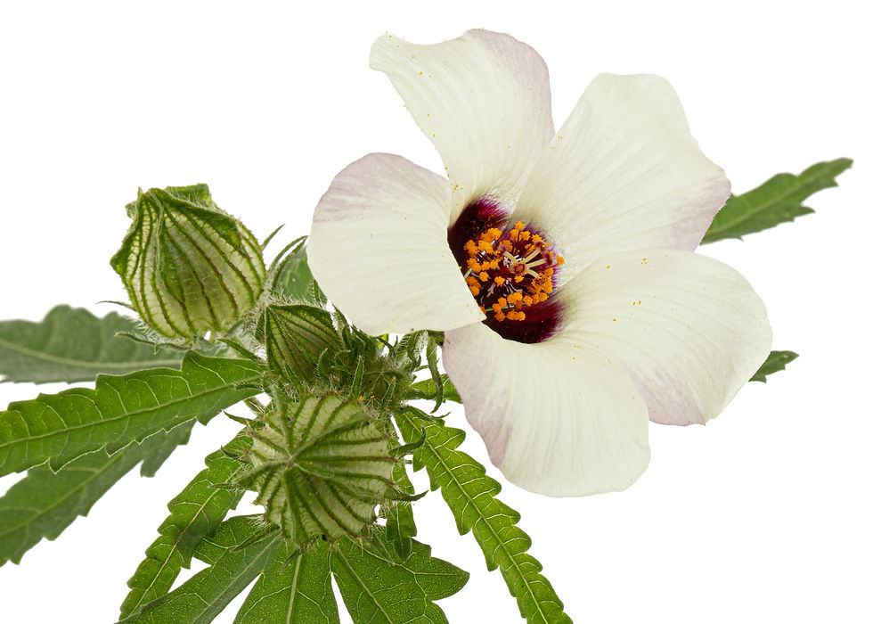 White Hibiscus