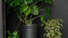 Flowers and Plants to Lift Low Light Areas