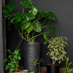 Flowers and Plants to Lift Low Light Areas