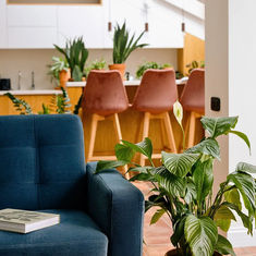 The Best Houseplants for Shade