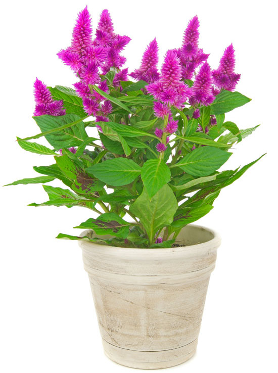 Potted celosia with bright pink flower spikes and green leaves in a rustic white planter on a white background