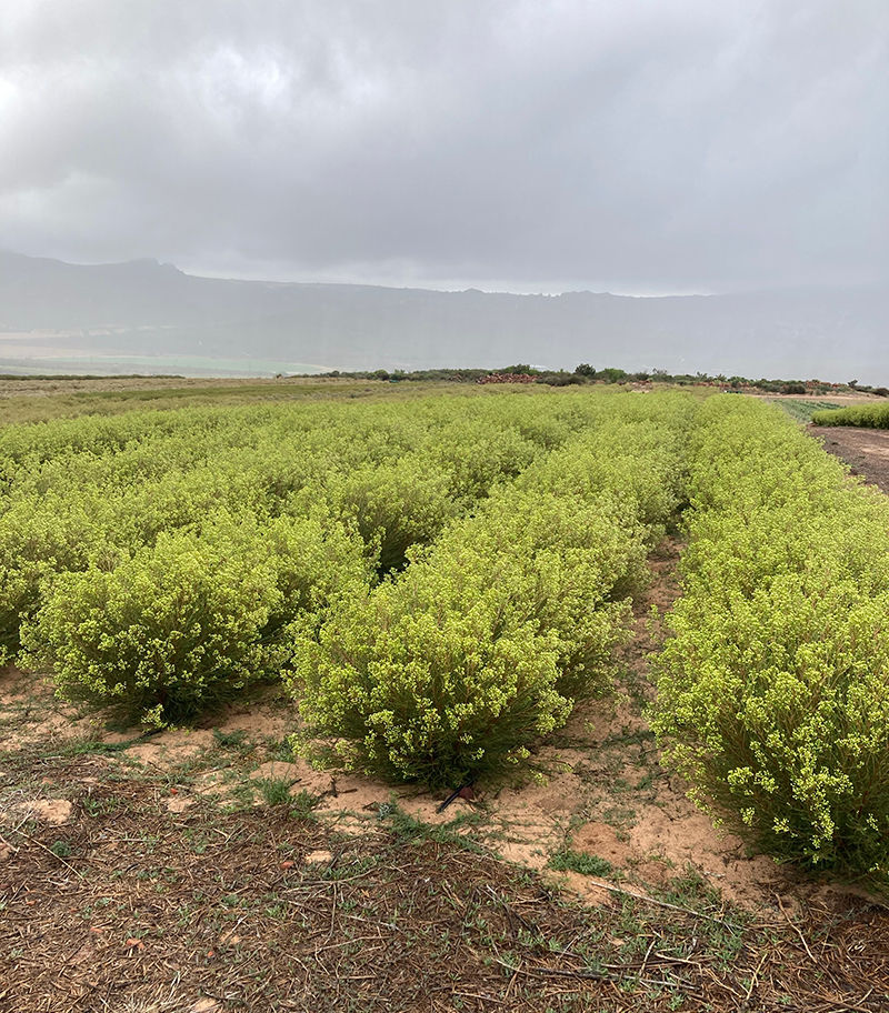 Chamelaucium/Waxflower crop growing at Flora United South Africa