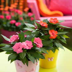 Children will Love to Give these Plants to Mum