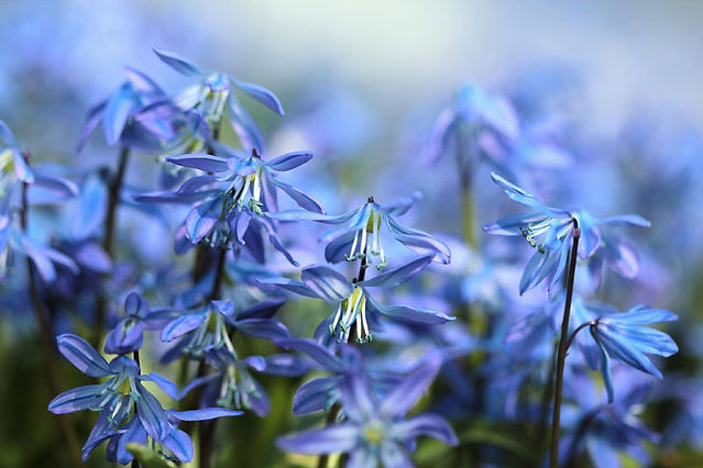Summer Flowers Scilla