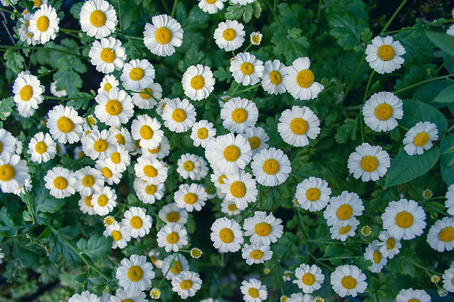 Autumn Flowers Feverfew