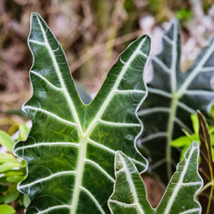 Large leaved Houseplants