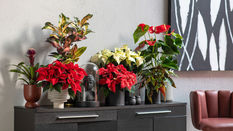 The History of Poinsettia - National Poinsettia Day