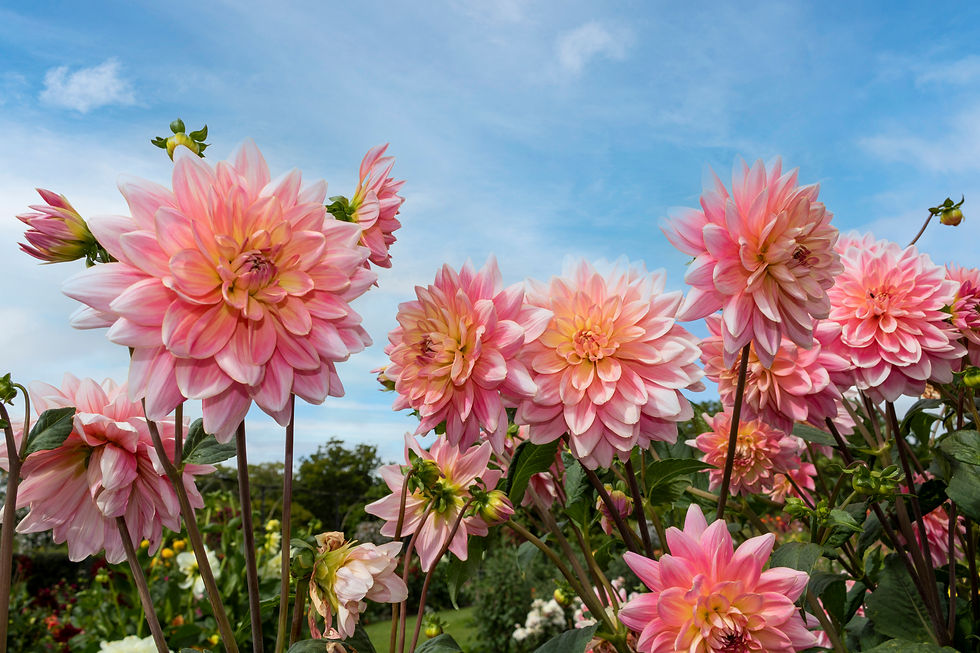 My Dahlia Society
