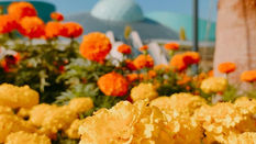 Embrace Nature's Bounty: The Best Flowers for Composting