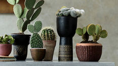 Houseplants for Schools