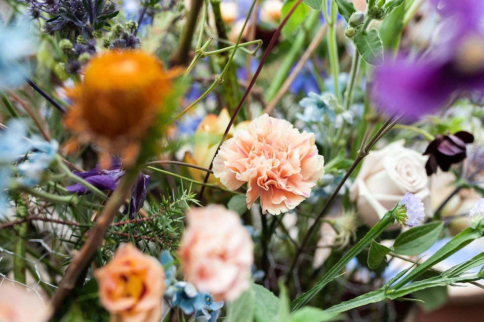 close up of dianthus