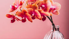 Phalaenopsis as a Cut Flower 