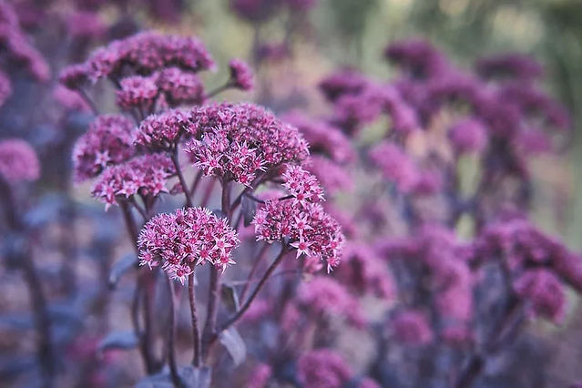 Autumn Flowers Sedum